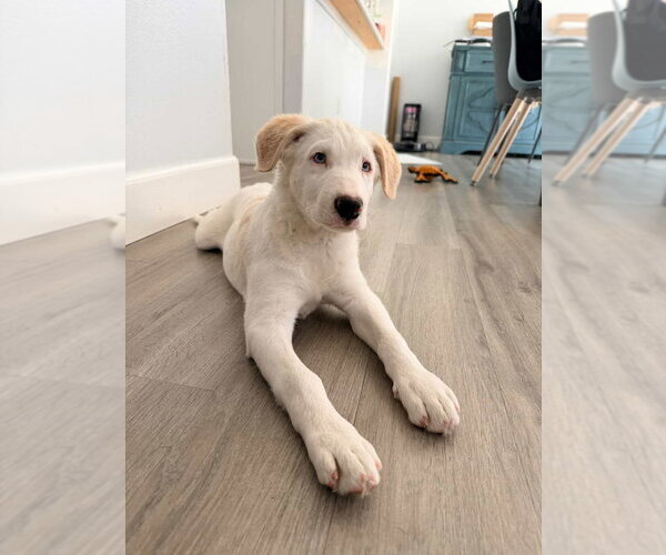 Medium Photo #7 Great Pyrenees-Unknown Mix Puppy For Sale in Dana Point, CA, USA