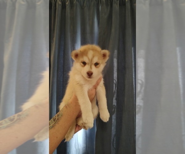 Medium Photo #1 Siberian Husky Puppy For Sale in ROSWELL, NM, USA