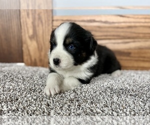 Australian Shepherd Puppy for sale in LODA, IL, USA