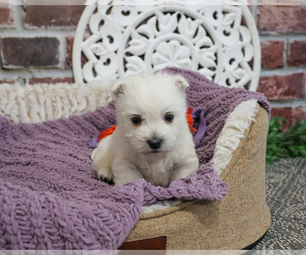 Medium Photo #2 West Highland White Terrier Puppy For Sale in SYRACUSE, IN, USA