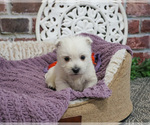 Small #1 West Highland White Terrier