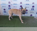 Small Gerberian Shepsky