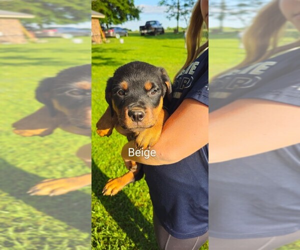 Medium Photo #20 Rottweiler Puppy For Sale in PELHAM, GA, USA