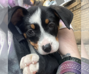 Border Collie-Unknown Mix Dogs for adoption in Brooklyn, NY, USA