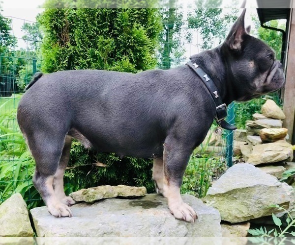 Medium Photo #1 French Bulldog Puppy For Sale in MOUNT GILEAD, OH, USA