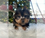 Small Photo #9 Yorkshire Terrier Puppy For Sale in ELMHURST, IL, USA