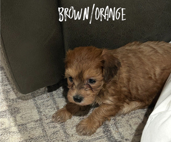 Medium Photo #4 Poovanese Puppy For Sale in BEECHGROVE, TN, USA