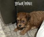 Small #3 Poovanese