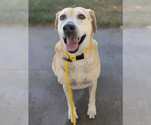 Sadie Anne - Female Labrador Retriever Dog for Adoption - Photo #2