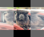 Small Photo #1 Chow Chow Puppy For Sale in London, Ontario, Canada