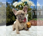 Small #9 French Bulldog