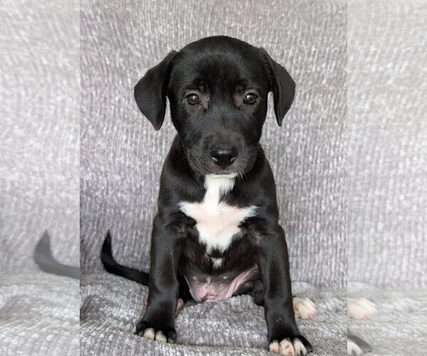 Medium Photo #1 Labrador Retriever-Unknown Mix Puppy For Sale in Oakhurst, NJ, USA