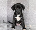 Small Labrador Retriever Mix