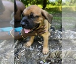 Small Photo #8 Cane Corso Puppy For Sale in UPPER MARLBORO, MD, USA
