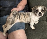 Puppy Thing 1 Shih Tzu