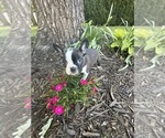 Small #7 Boston Terrier