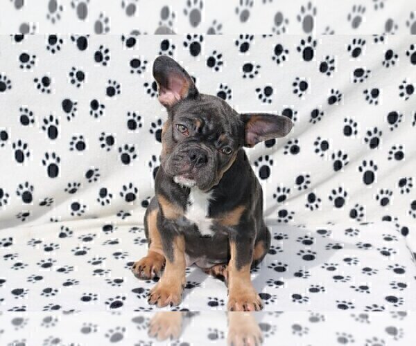Medium Photo #1 French Bulldog Puppy For Sale in MCDONOUGH, GA, USA