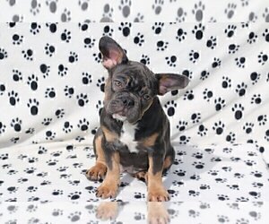 Medium French Bulldog