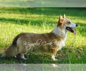 Mother of the Pembroke Welsh Corgi puppies born on 08/05/2023