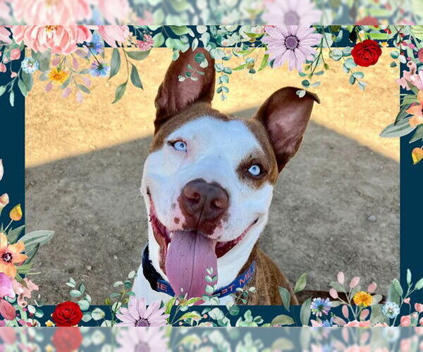 Medium Photo #2 American Pit Bull Terrier Puppy For Sale in Ojai, CA, USA