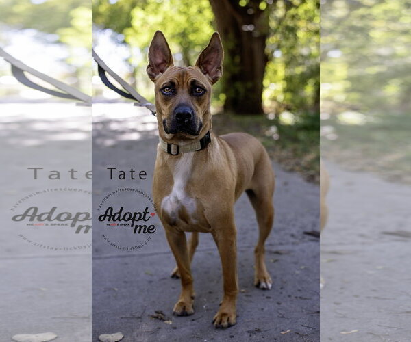 Medium Photo #2 Boxer-Unknown Mix Puppy For Sale in Omaha, NE, USA