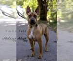 Small Photo #2 Boxer-Unknown Mix Puppy For Sale in Omaha, NE, USA