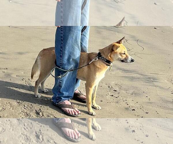 Medium Photo #5 Labrador Retriever-Unknown Mix Puppy For Sale in San Diego, CA, USA