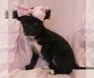 YorkiePoo Litter for sale in BURLINGTON, MA, USA
