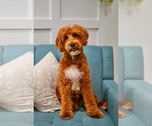 Father of the Goldendoodle puppies born on 11/02/2025