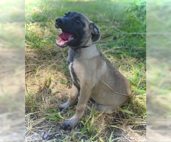 Medium Photo #3 Black Mouth Cur-Unknown Mix Puppy For Sale in Pleasanton, TX, USA