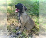 Small #2 Black Mouth Cur Mix
