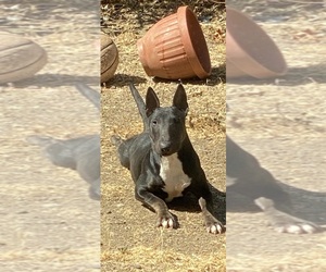 Mother of the Bull Terrier puppies born on 06/14/2022