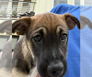Mutt Dogs for adoption in The Woodlands, TX, USA