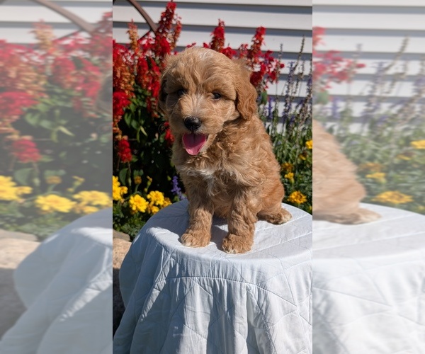 Medium Photo #9 Goldendoodle (Miniature) Puppy For Sale in GOSHEN, IN, USA