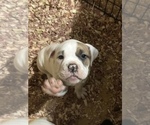 Small Photo #7 Olde English Bulldogge Puppy For Sale in ROCHESTER, NY, USA