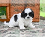 Small #5 Shih Tzu