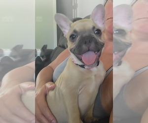 French Bulldog Puppy for sale in INDIANAPOLIS, IN, USA