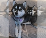 Small Photo #3 Pomsky Puppy For Sale in EAST HADDONFIELD, NJ, USA