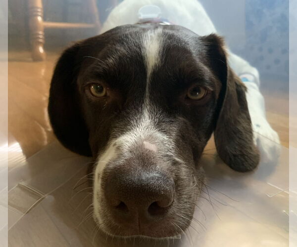 Medium Photo #6 Brittany-Unknown Mix Puppy For Sale in Curwensville, PA, USA