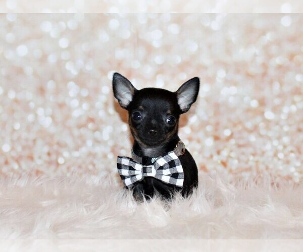 Medium Photo #27 Chihuahua Puppy For Sale in CHARLESTON, AR, USA