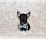Small #3 Chihuahua
