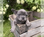 Small #2 French Bulldog