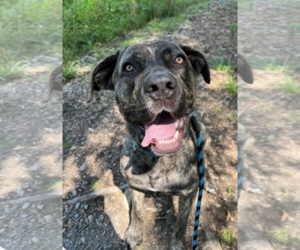 Medium Photo #1 Mutt Puppy For Sale in Stroudsburg, PA, USA