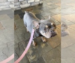 Small Photo #1 French Bulldog Puppy For Sale in FERNDALE, WA, USA