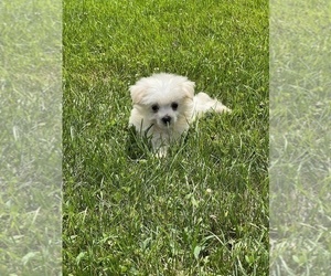 Maltese Puppy for sale in BEECH GROVE, IN, USA