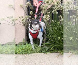 Rat Terrier Dogs for adoption in Mundelein, IL, USA