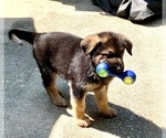 Small Photo #1 German Shepherd Dog Puppy For Sale in KENNESAW, GA, USA