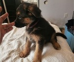 Puppy Purple German Shepherd Dog