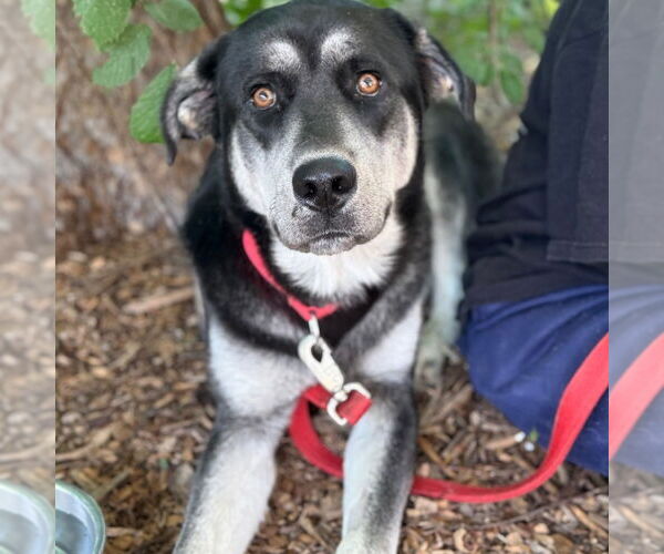 Medium Photo #15 Mutt Puppy For Sale in Canton, CT, USA
