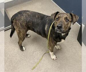 Redbone Coonhound-Unknown Mix Dogs for adoption in HESPERIA, CA, USA